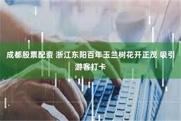 成都股票配资 浙江东阳百年玉兰树花开正茂 吸引游客打卡